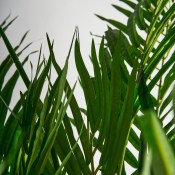 planta-palmera-[1]5